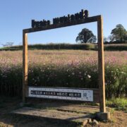 上場高原コスモス園