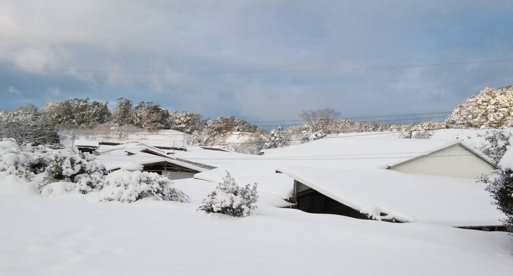 初冠雪